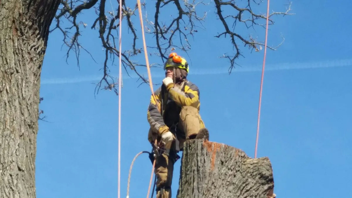 Professional arborist using chainsaw for precision tree trimming secured with safety ropes in Milwaukee